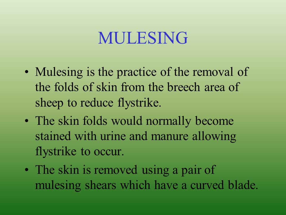 MULESING Mulesing is the practice of the removal of the folds of skin from the breech area of sheep to reduce flystrike.
