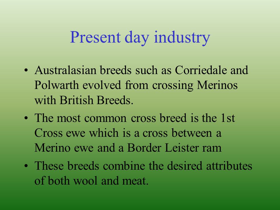Present day industry Australasian breeds such as Corriedale and Polwarth evolved from crossing Merinos with British Breeds.