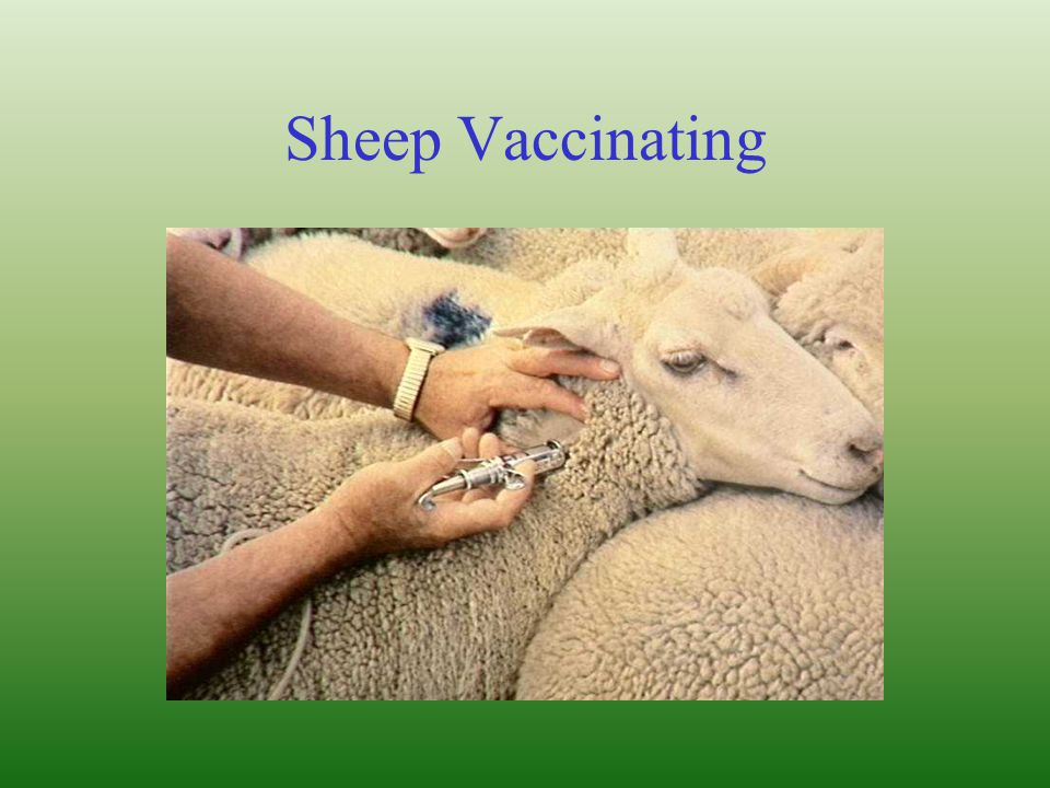Sheep Vaccinating