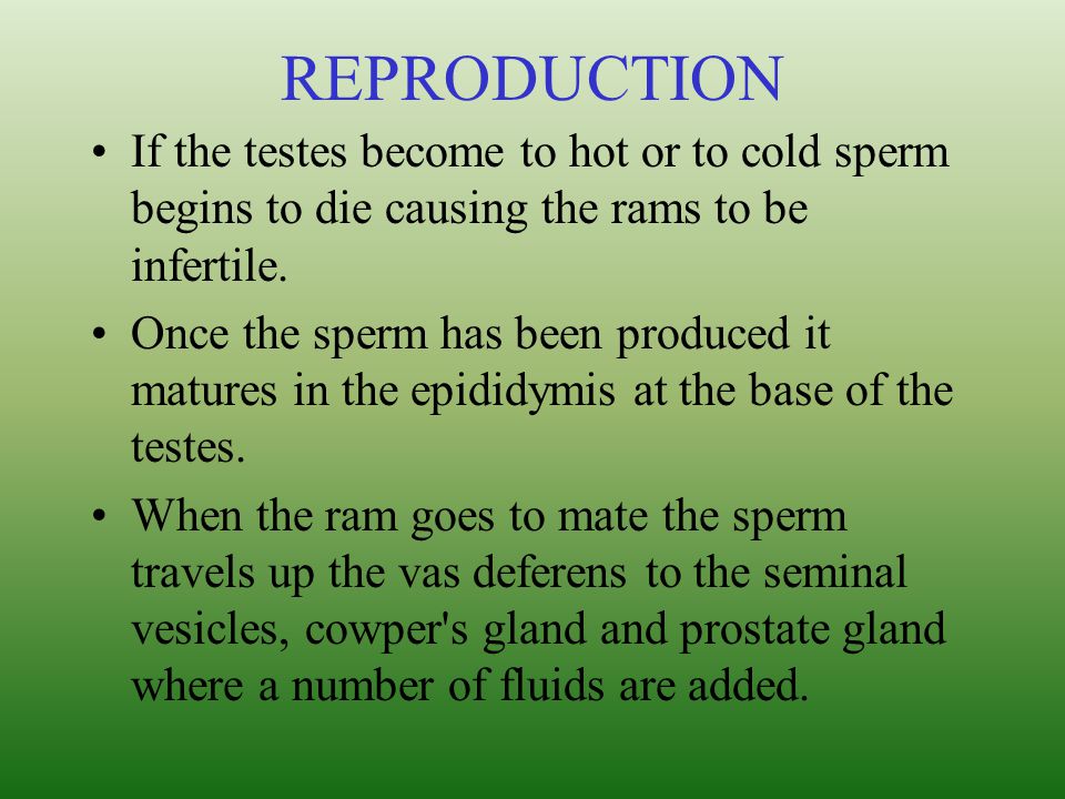 REPRODUCTION If the testes become to hot or to cold sperm begins to die causing the rams to be infertile.