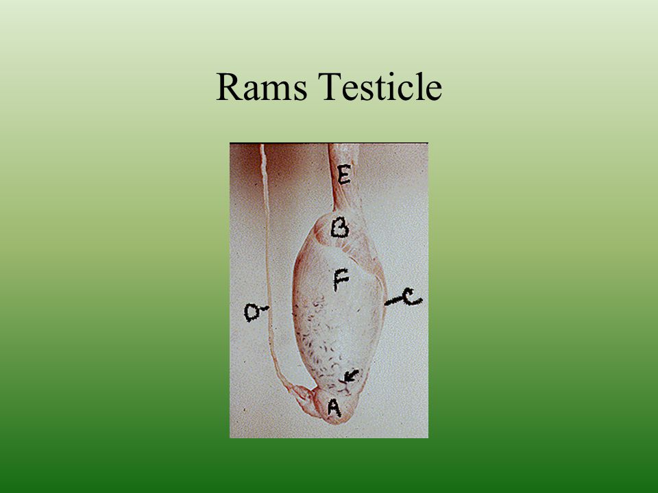 Rams Testicle