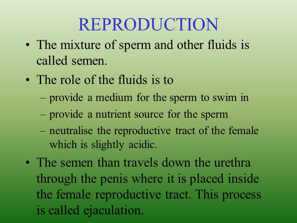 REPRODUCTION The mixture of sperm and other fluids is called semen.