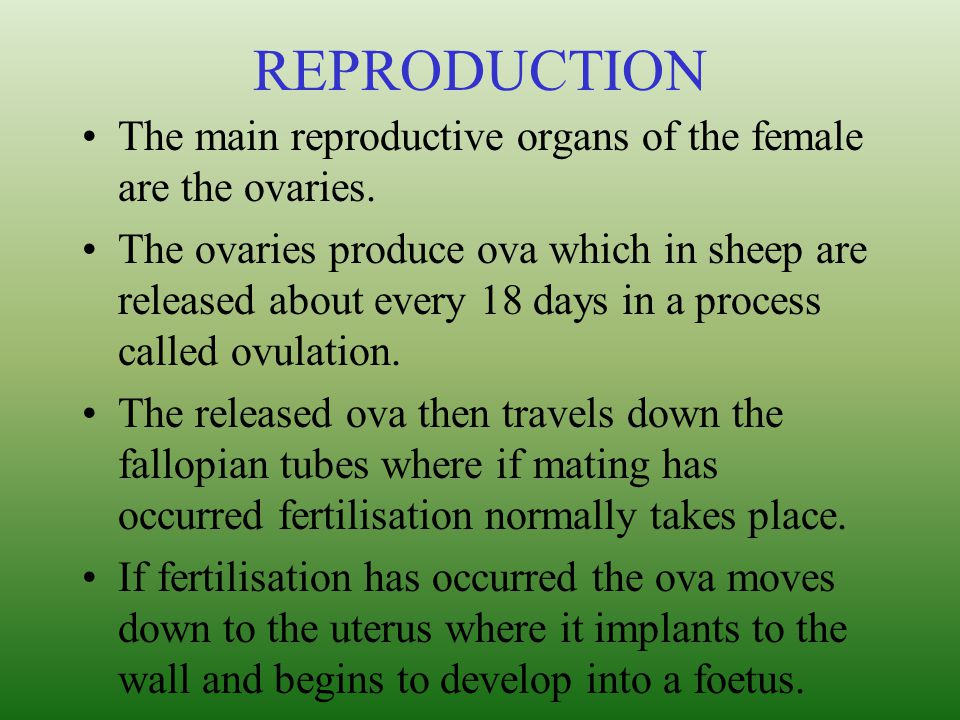 REPRODUCTION The main reproductive organs of the female are the ovaries.