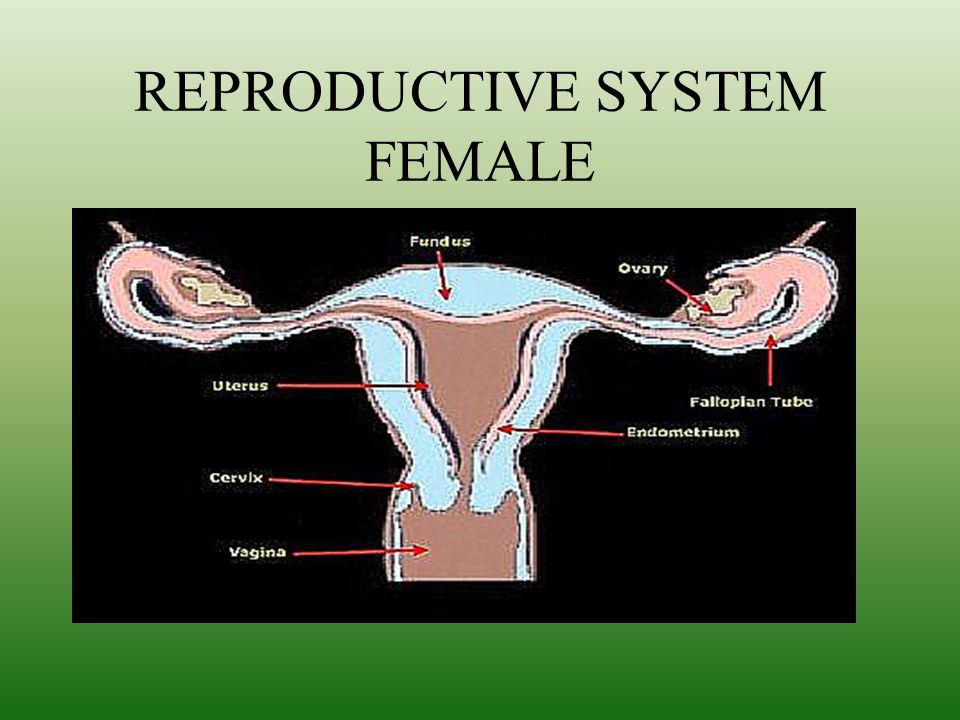 REPRODUCTIVE SYSTEM FEMALE