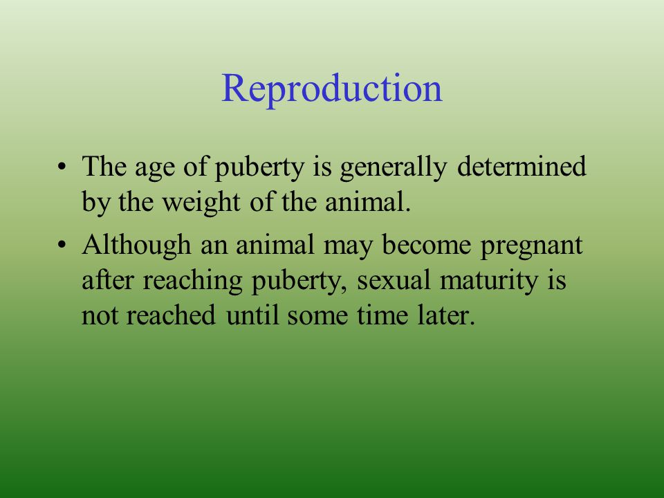 Reproduction The age of puberty is generally determined by the weight of the animal.