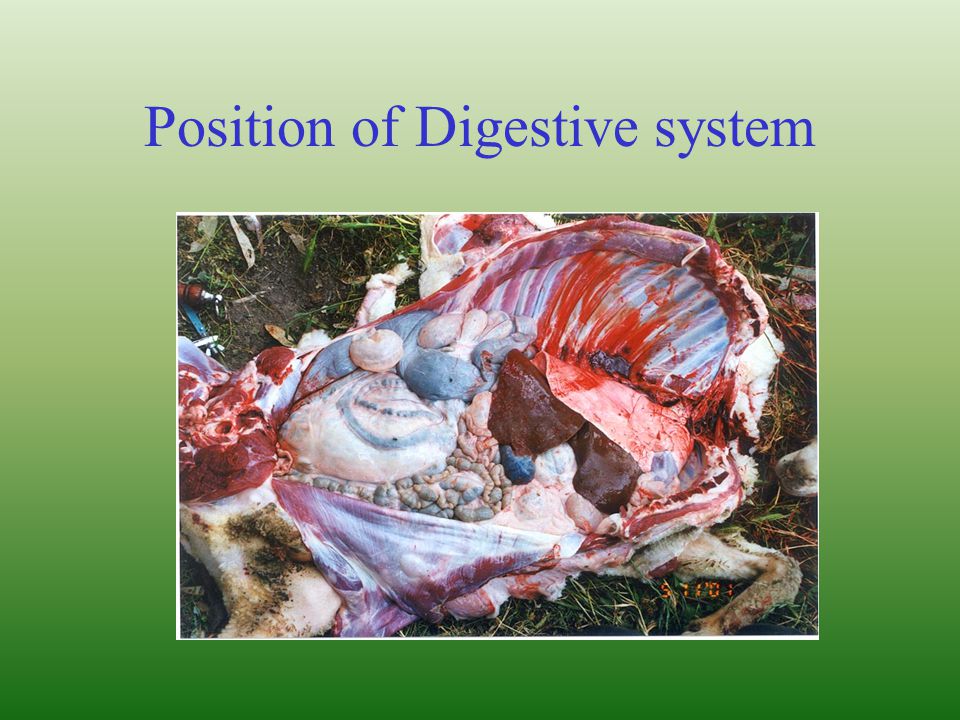 Position of Digestive system