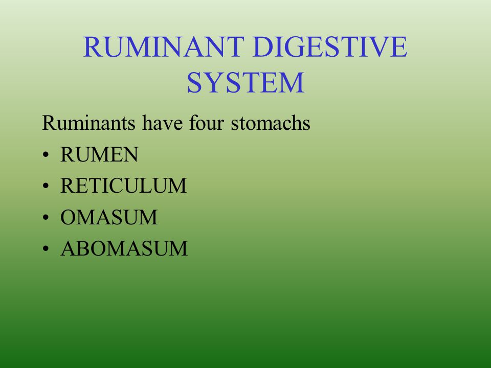 RUMINANT DIGESTIVE SYSTEM