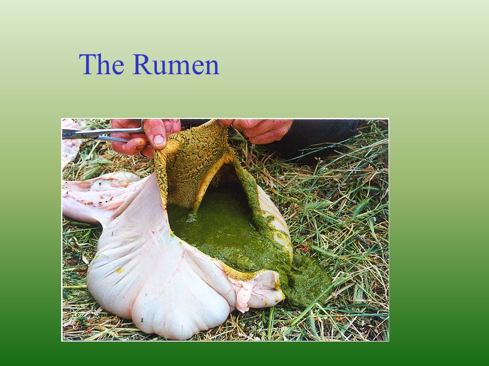 The Rumen