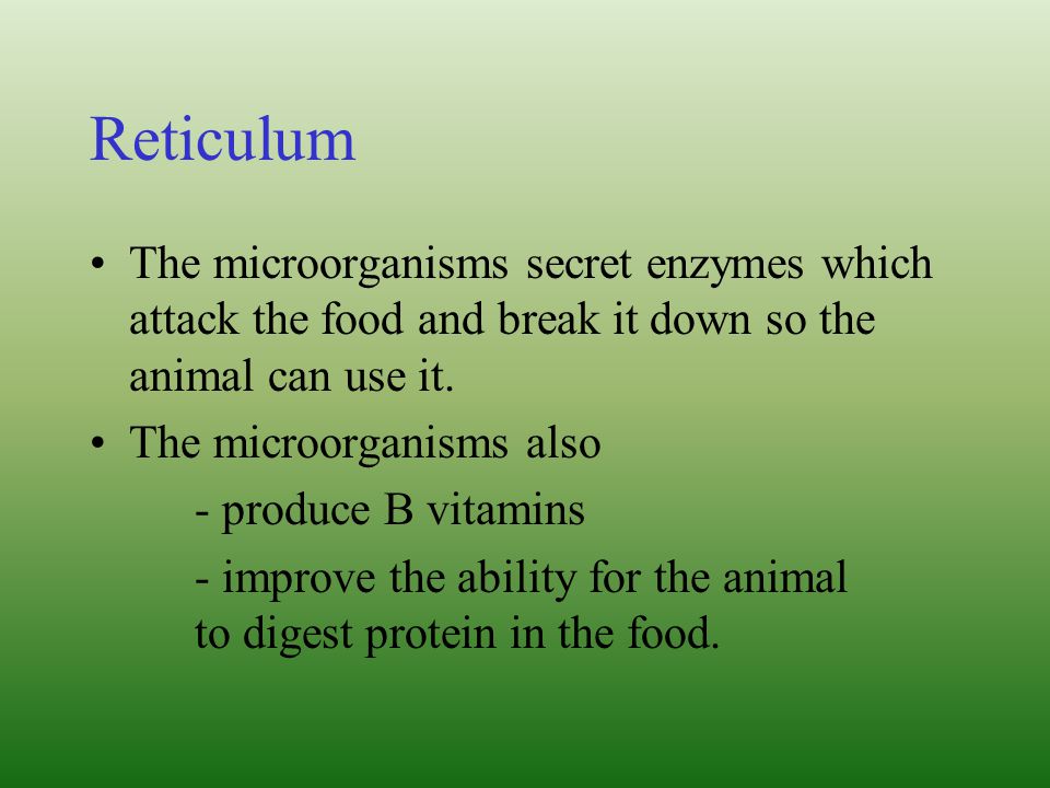 Reticulum The microorganisms secret enzymes which attack the food and break it down so the animal can use it.