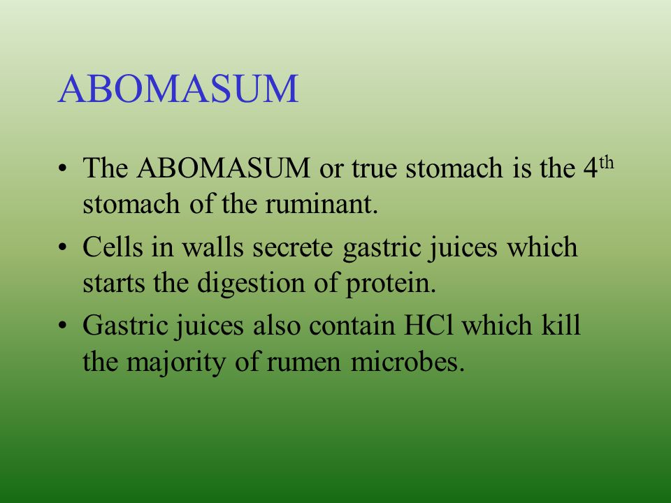 ABOMASUM The ABOMASUM or true stomach is the 4th stomach of the ruminant.