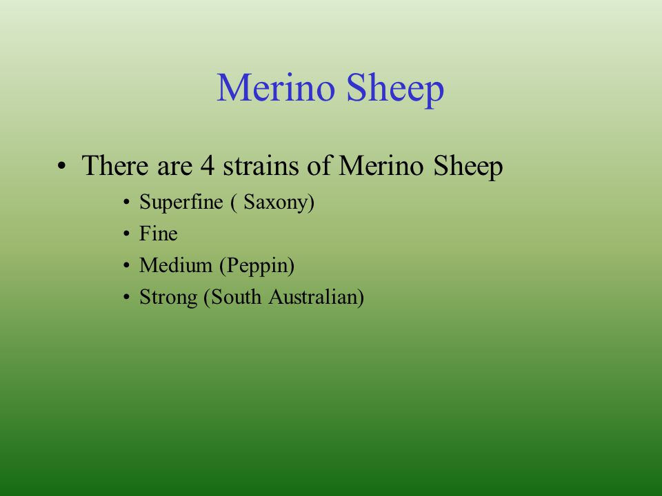Merino Sheep There are 4 strains of Merino Sheep Superfine ( Saxony)