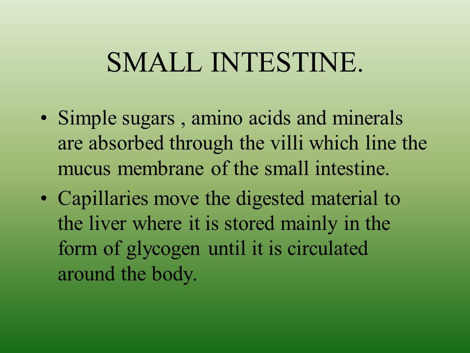 SMALL INTESTINE. Simple sugars , amino acids and minerals are absorbed through the villi which line the mucus membrane of the small intestine.