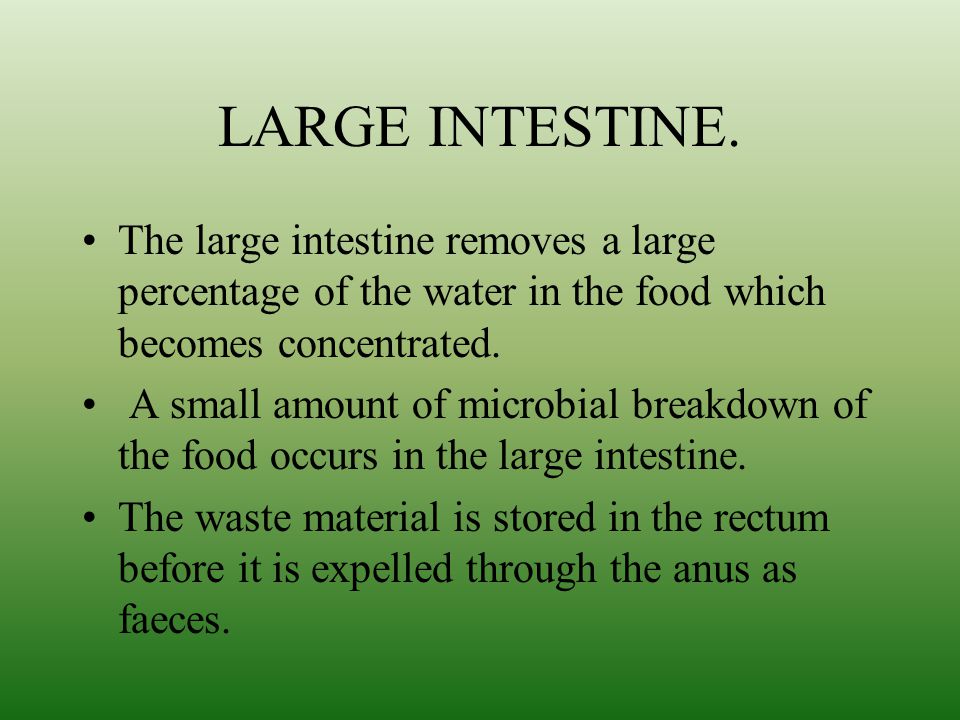 LARGE INTESTINE. The large intestine removes a large percentage of the water in the food which becomes concentrated.
