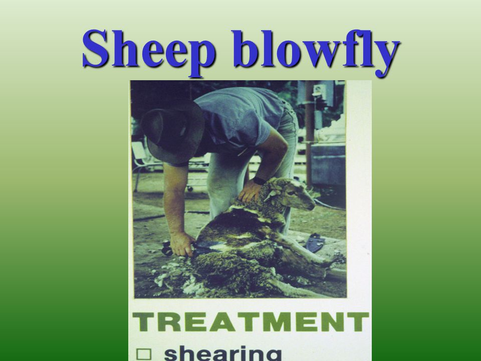 Sheep blowfly