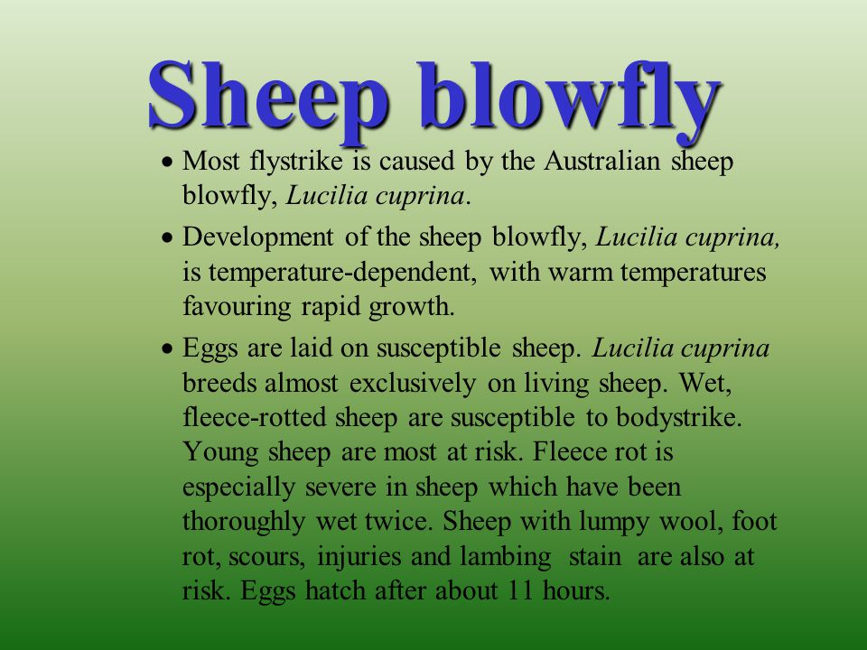 Sheep blowfly Most flystrike is caused by the Australian sheep blowfly, Lucilia cuprina.