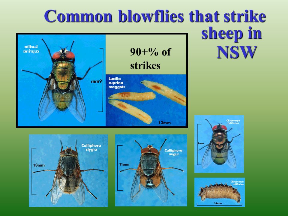 Common blowflies that strike sheep in NSW