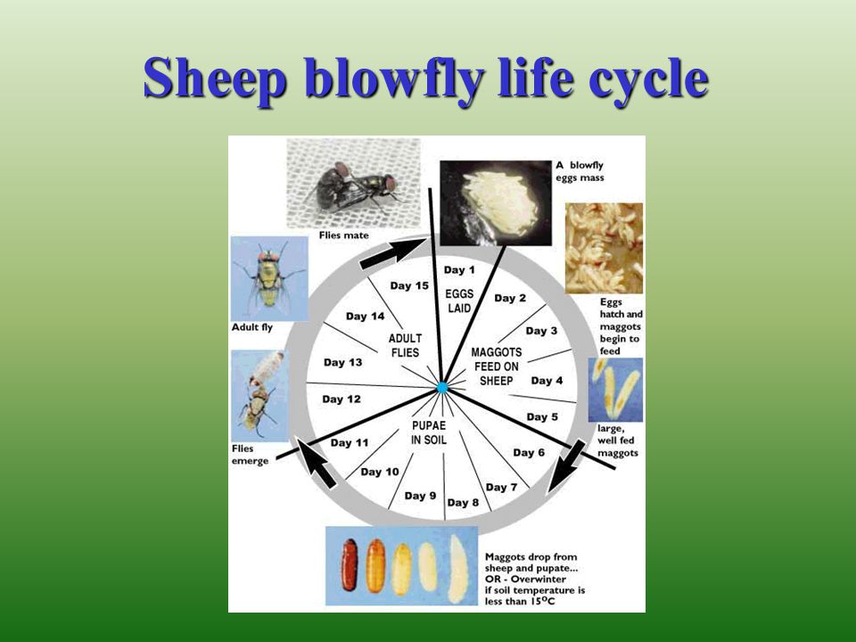 Sheep blowfly life cycle