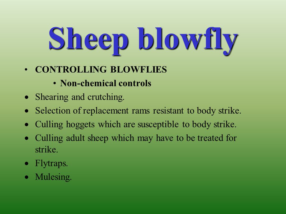 Sheep blowfly CONTROLLING BLOWFLIES Non-chemical controls