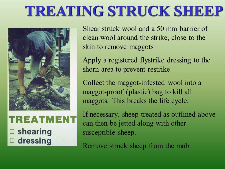 TREATING STRUCK SHEEP Shear struck wool and a 50 mm barrier of clean wool around the strike, close to the skin to remove maggots.