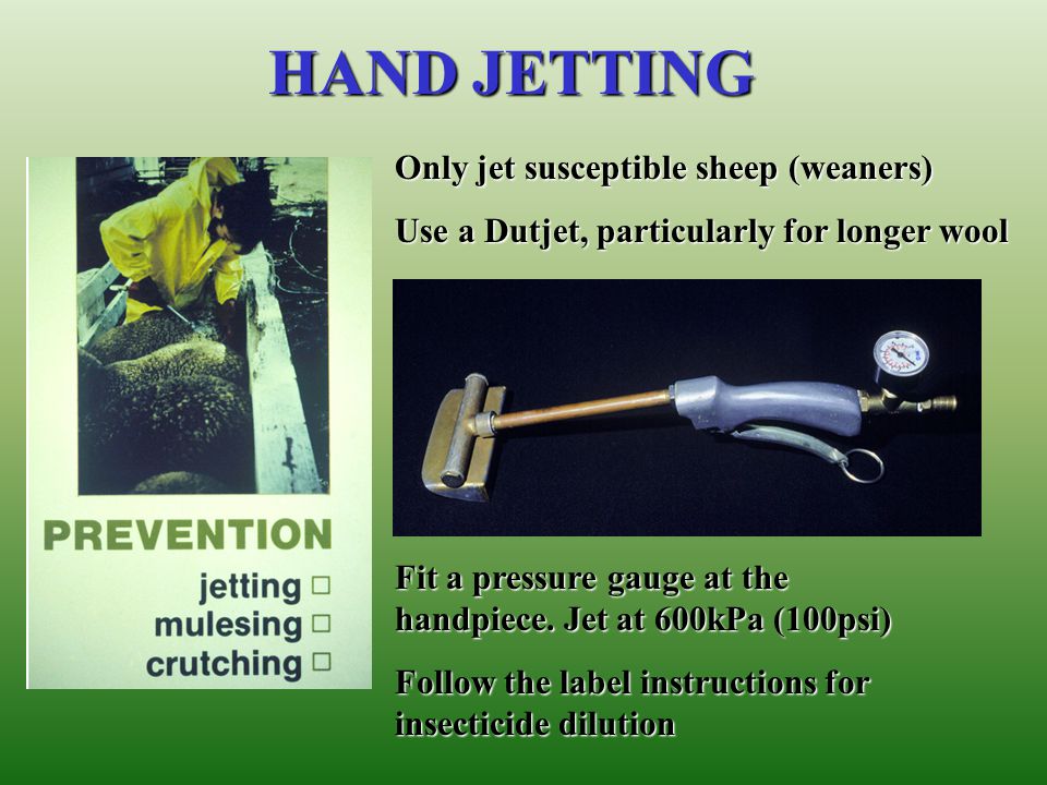 HAND JETTING Only jet susceptible sheep (weaners)