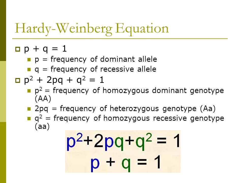 Hardy-Weinberg Equation.
