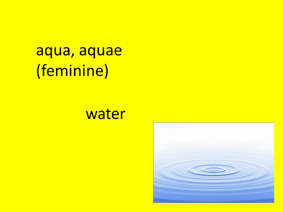 aqua, aquae (feminine) water