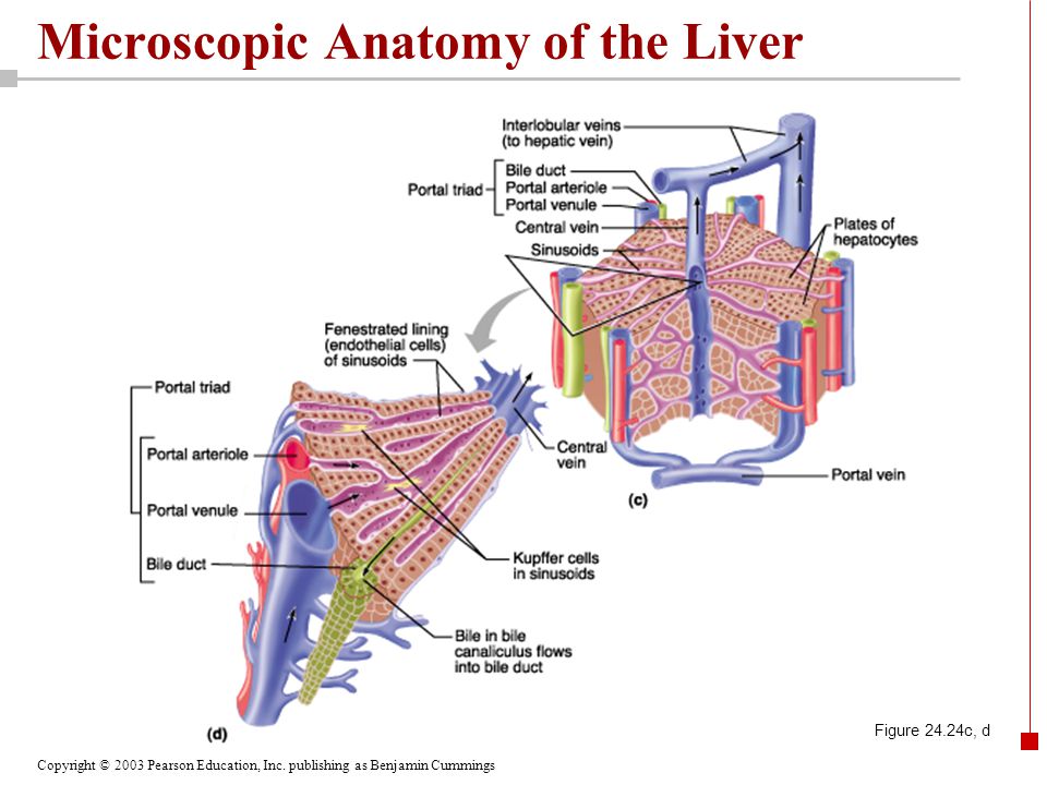 Chapter 24 The Digestive System Part E. - ppt video online download