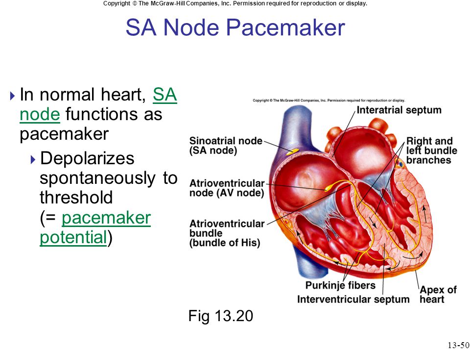 Chapter 13 Heart And Circulation Ppt Download