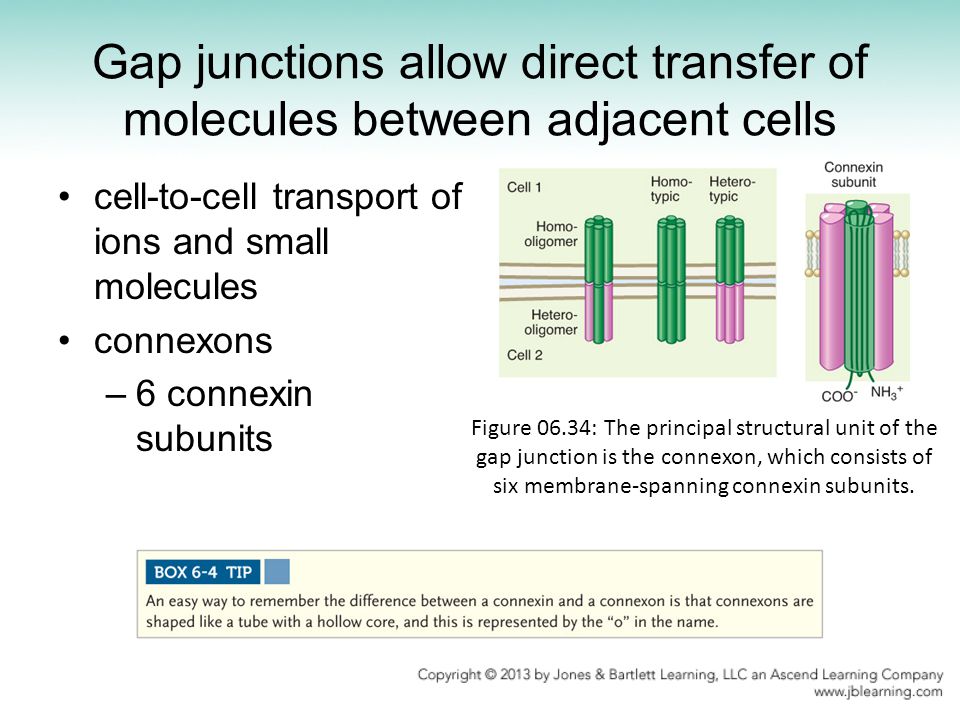 Fundamentals of Cell Biology - ppt video online download