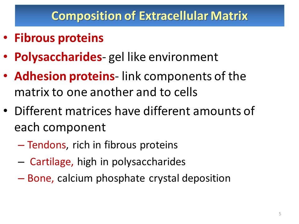 extracellular matrix components