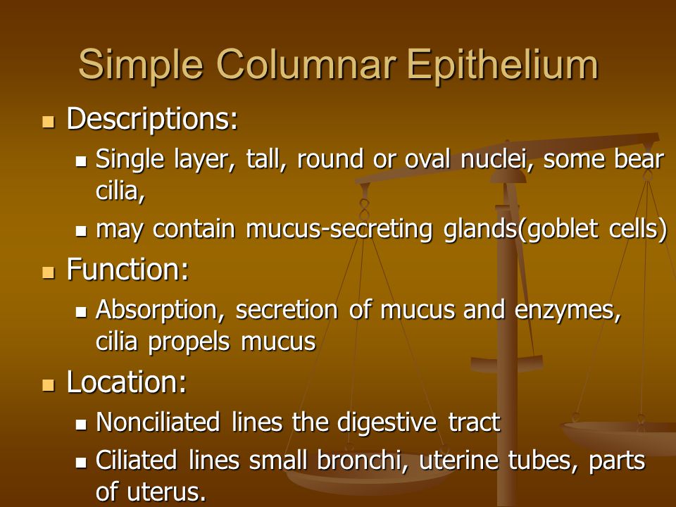 Simple Columnar Epithelium