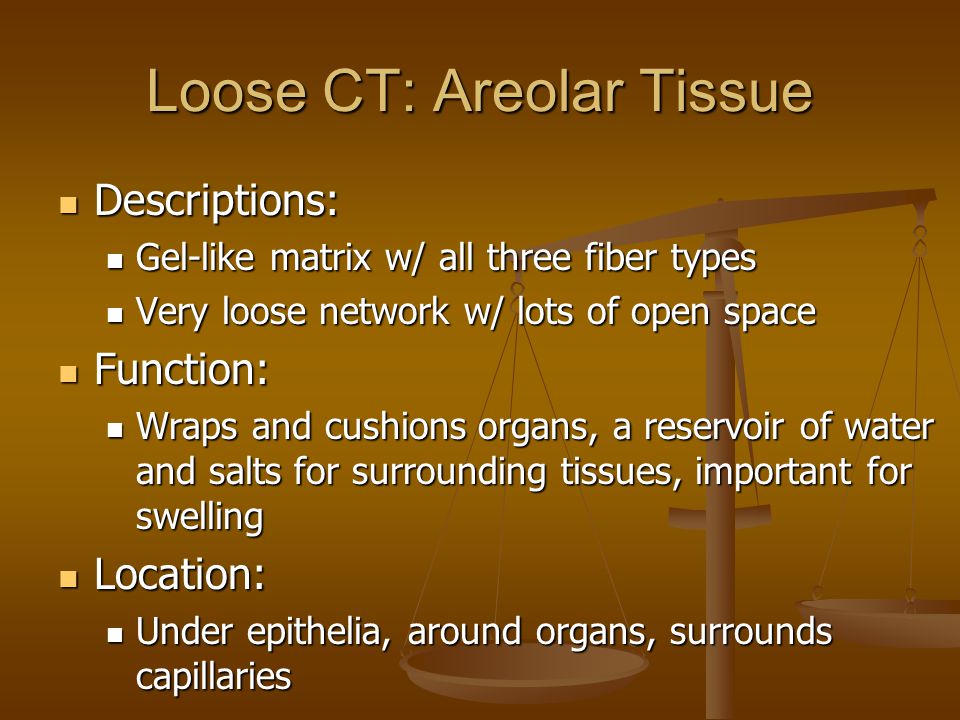 Loose CT: Areolar Tissue