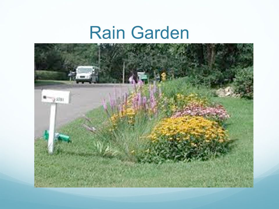 Rain Garden