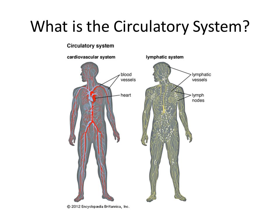 What is the Circulatory System