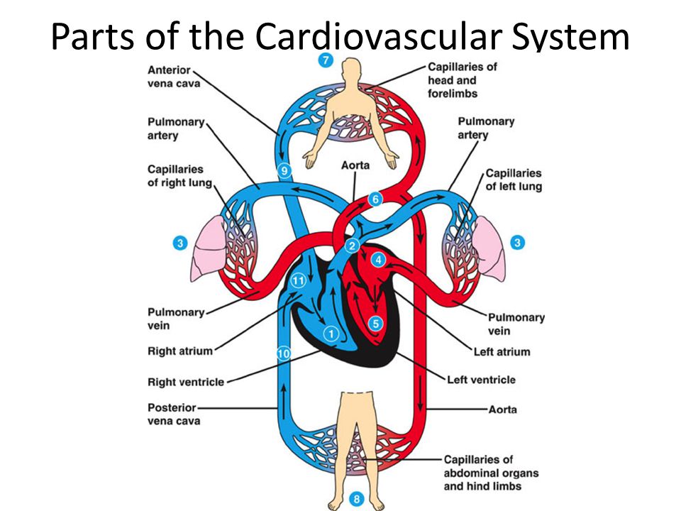 Parts of the Cardiovascular System