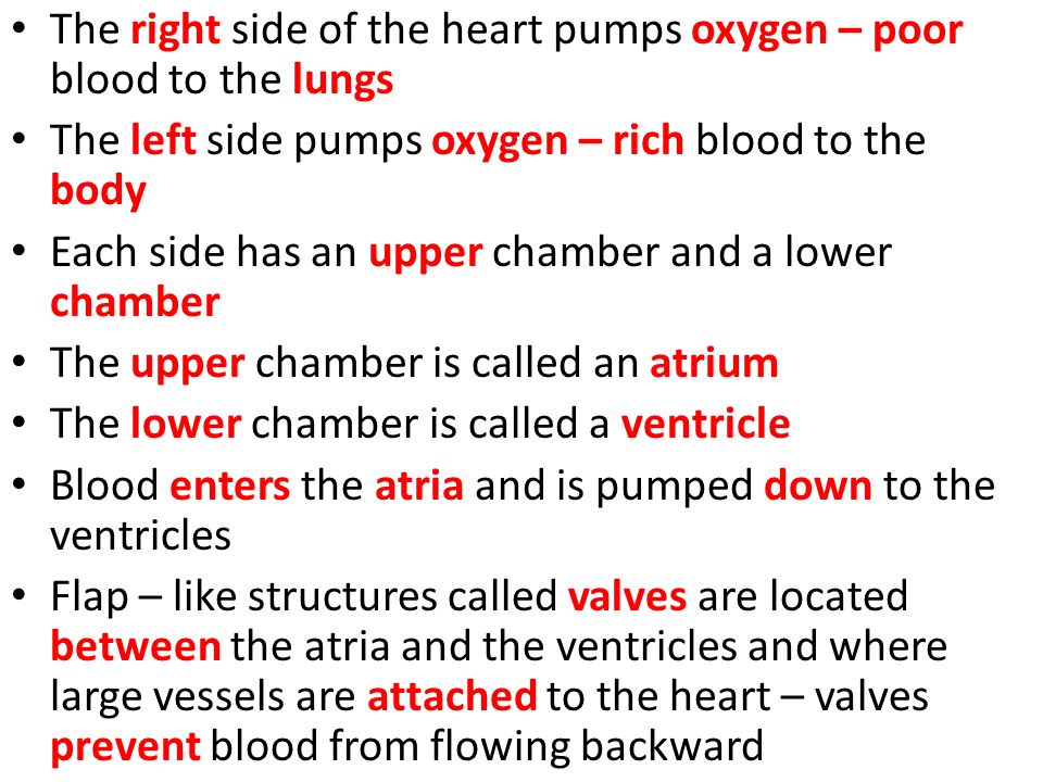 The right side of the heart pumps oxygen – poor blood to the lungs