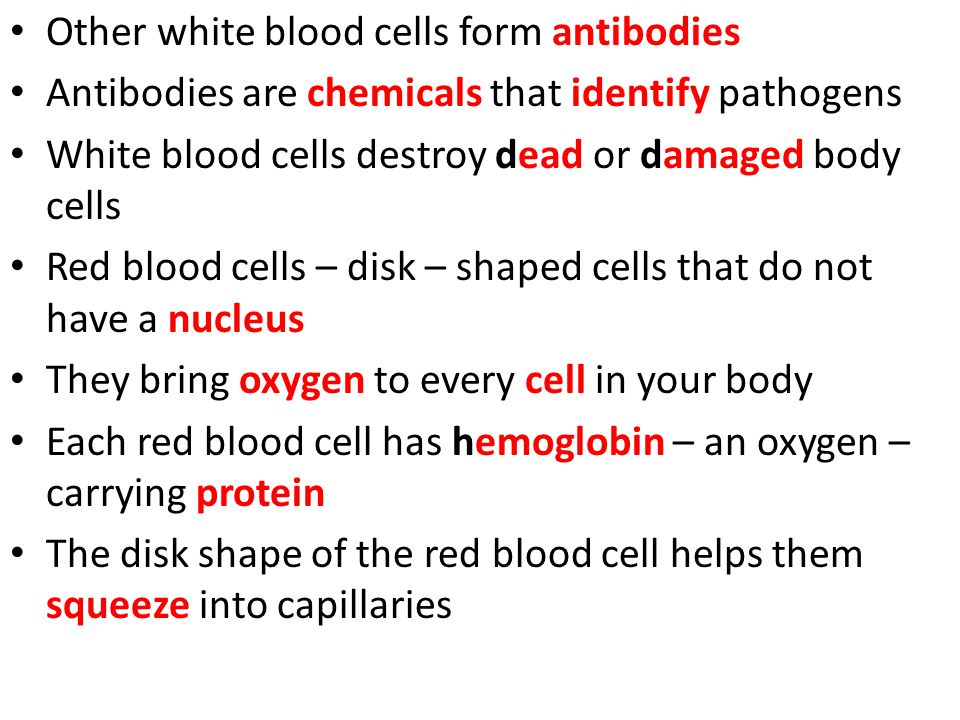 Other white blood cells form antibodies