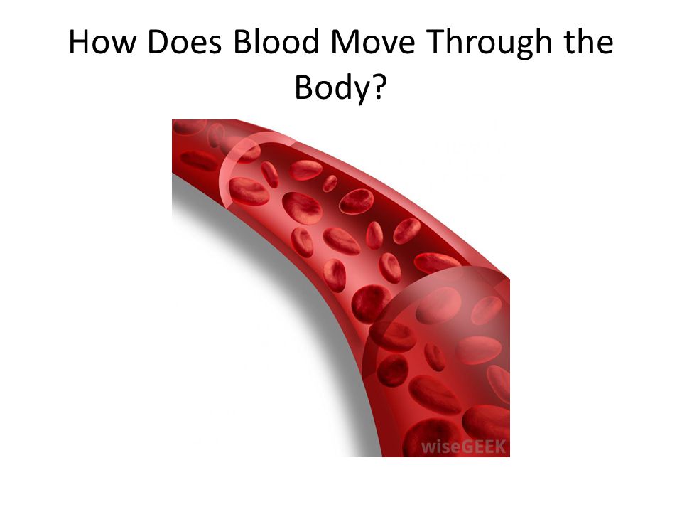 How Does Blood Move Through the Body