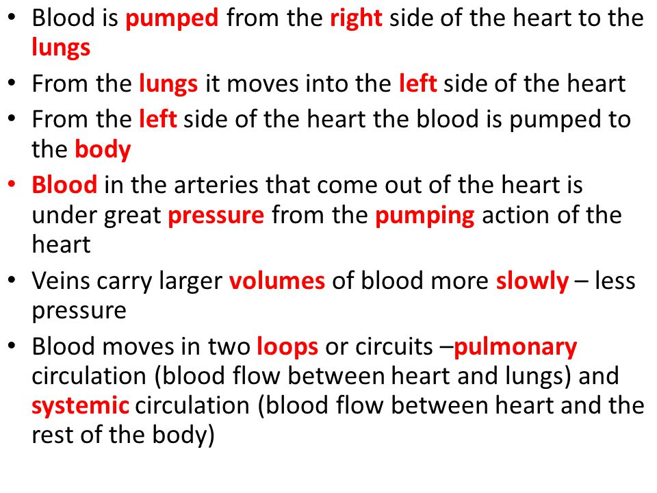 Blood is pumped from the right side of the heart to the lungs