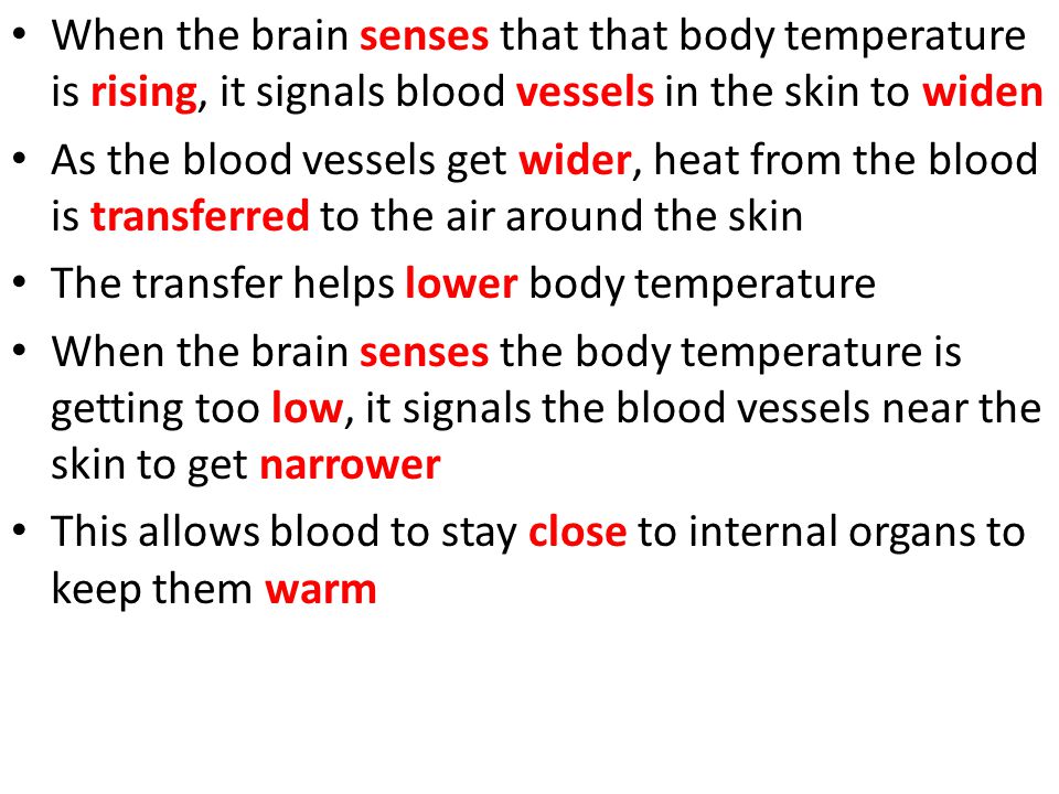 When the brain senses that that body temperature is rising, it signals blood vessels in the skin to widen