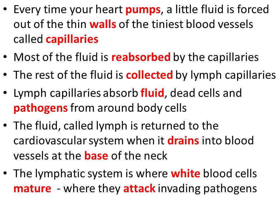 Every time your heart pumps, a little fluid is forced out of the thin walls of the tiniest blood vessels called capillaries