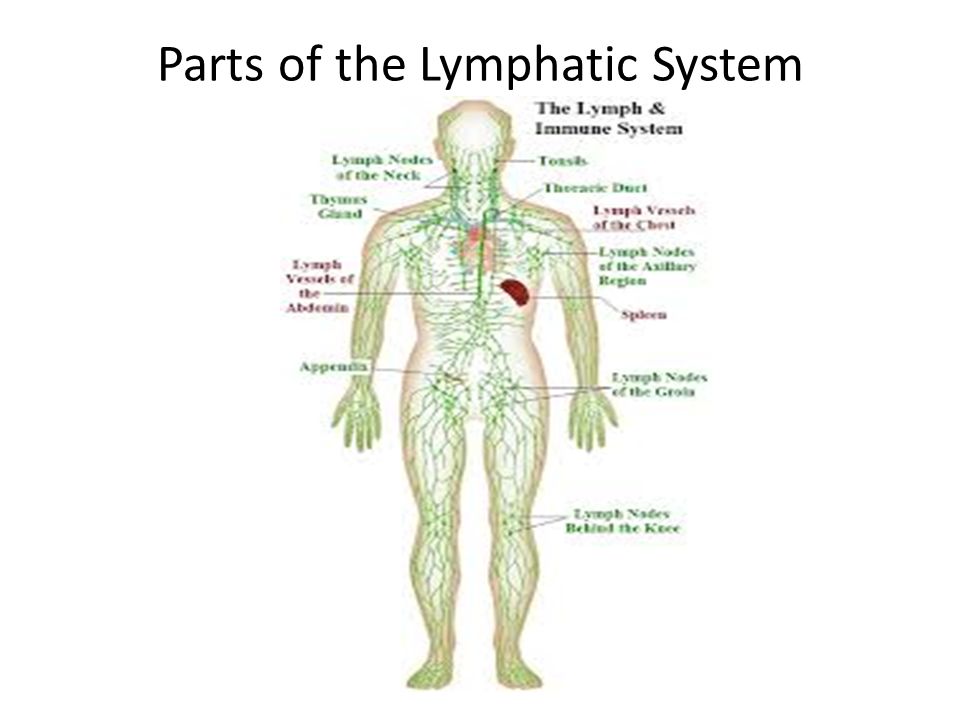 Parts of the Lymphatic System