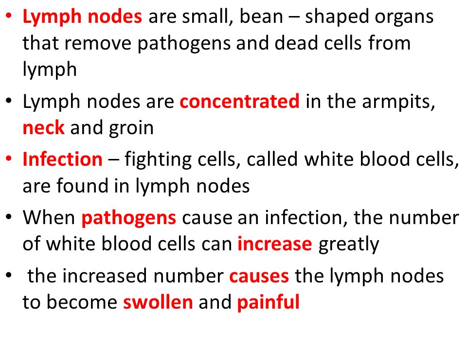 Lymph nodes are small, bean – shaped organs that remove pathogens and dead cells from lymph