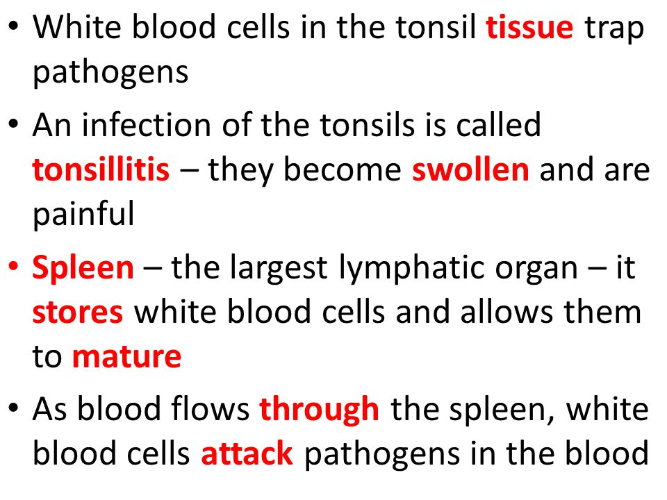 White blood cells in the tonsil tissue trap pathogens