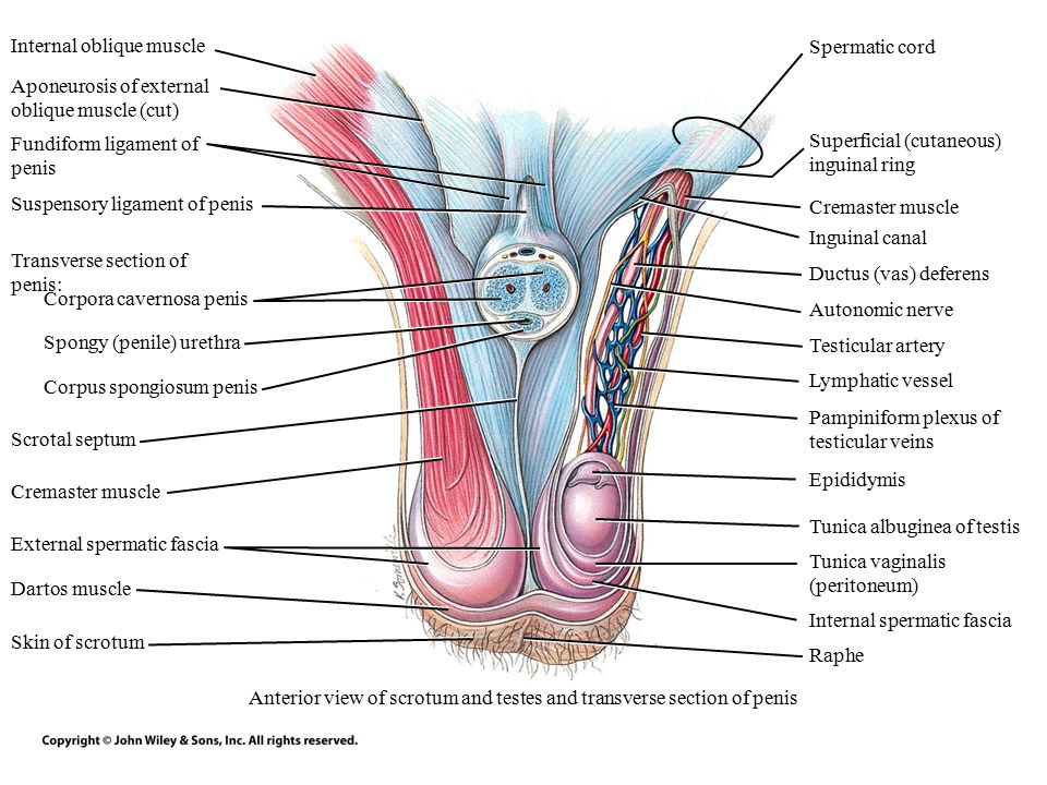 Anterior view of scrotum and testes and transverse section of penis