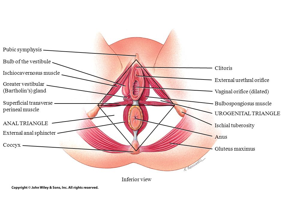 Pubic symphysis Bulb of the vestibule. Clitoris. Ischiocavernosus muscle. External urethral orifice.