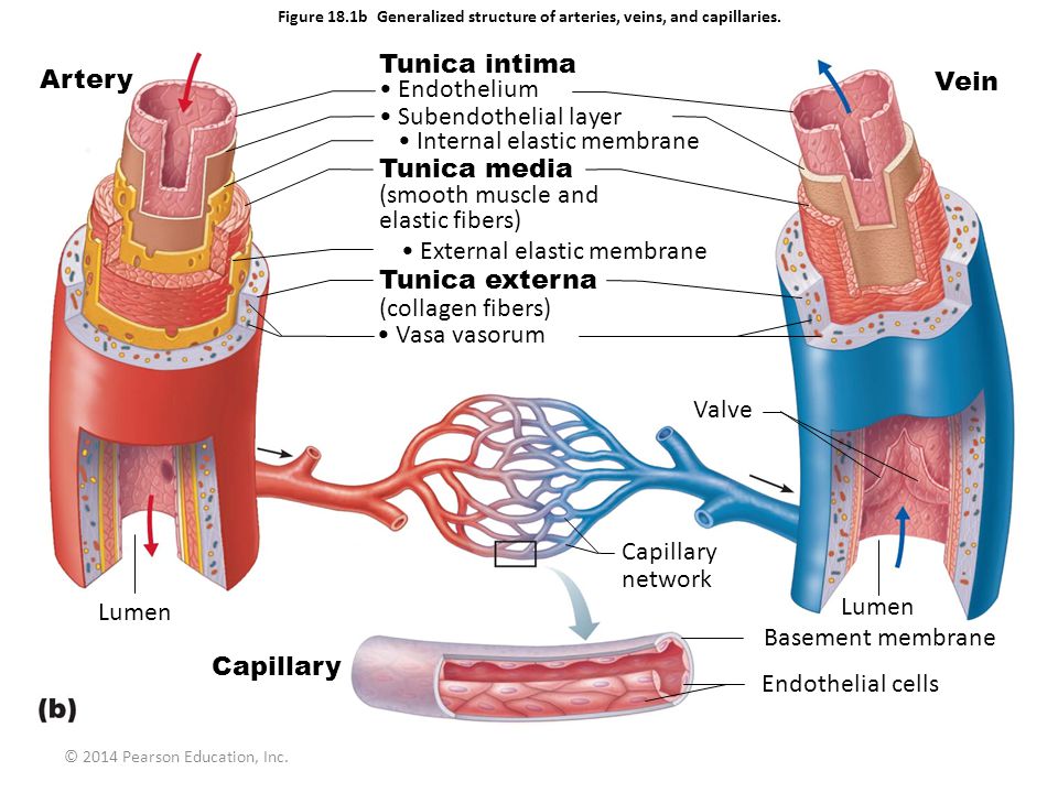 Figure 18 1a Generalized Structure Of Arteries Veins And Capillaries Artery Vein C 14 Pearson Education Inc Ppt Video Online Download Figure 18 1a Generalized Structure Of Arteries Veins And Capillaries Artery Vein C 14 Pearson Education Inc Ppt Video Online Download