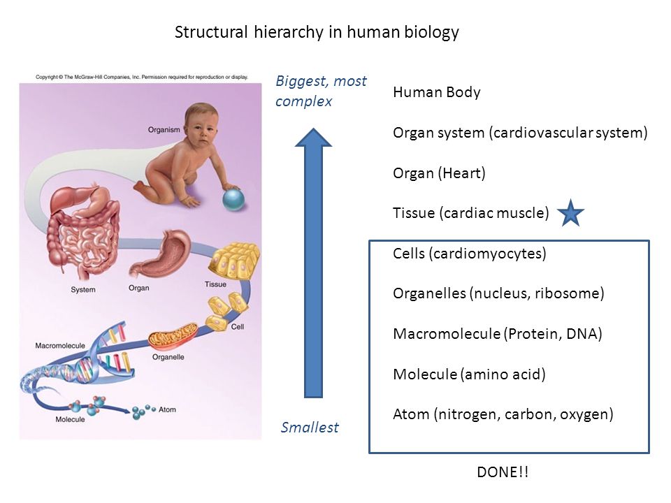 Human topic. Human Biology. Human Biology 8th Grade. Human Biological Organs. Human Biological body.