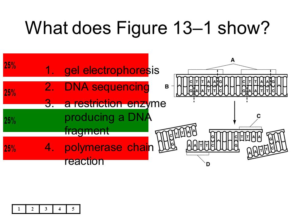 What does Figure 13–1 show gel electrophoresis DNA sequencing