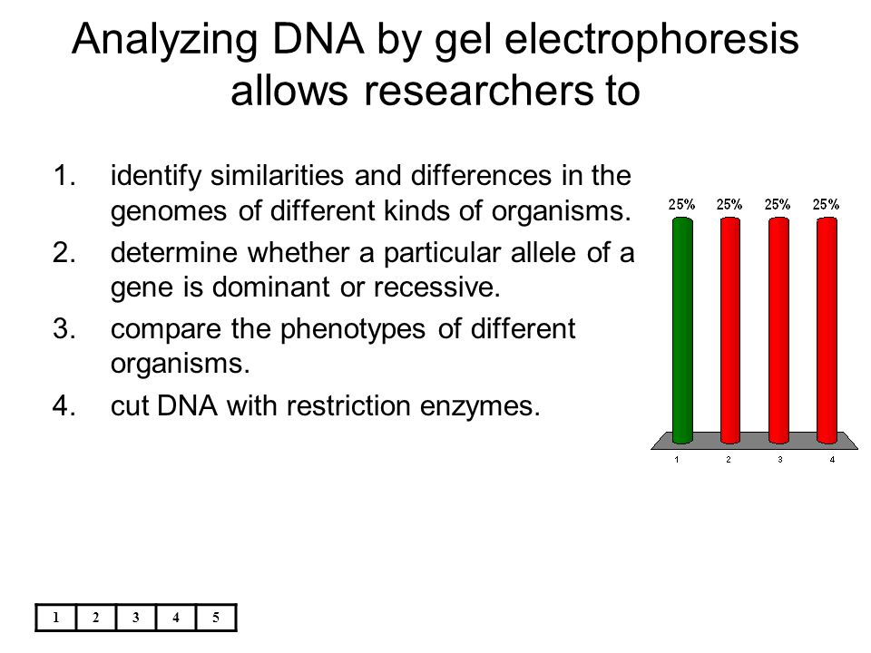 Analyzing DNA by gel electrophoresis allows researchers to